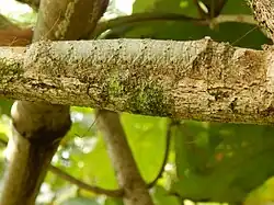 A caterpillar's fringe of bristles conceals its shadow.