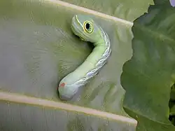 Caterpillar with extended eyespot