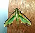 Pergesa actias