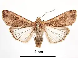 Dorsal view of male