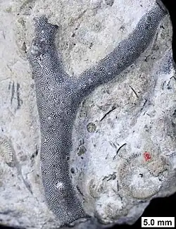 The bryozoan Eridotrypa