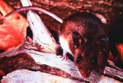 A photograph of a deer mouse