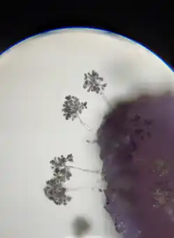 Conidiophores of Peronospora violacea on a petal of Succisa pratensis, viewed under the microscope (focus stacked image).