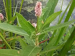 P. a. var. stipulacea terrestrial form