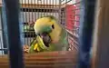A pet blue fronted amazon in her cage