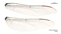 Female wings