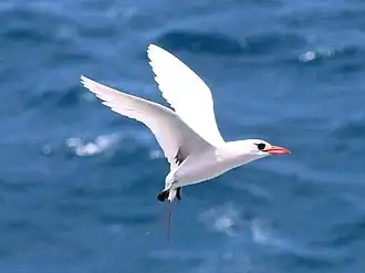 Red-tailed tropicbird flying backwards