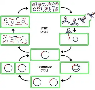 An illustration of the lytic and lysogenic cycles of caudoviruses