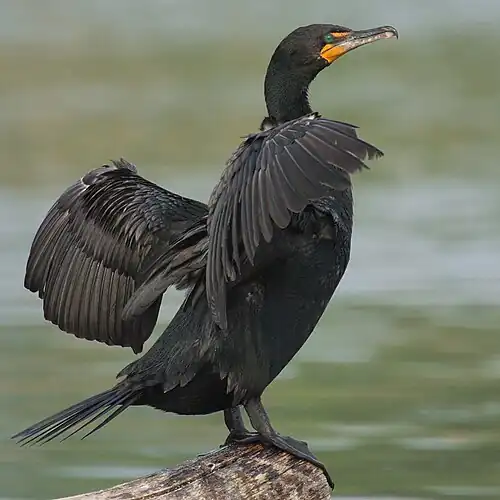 Image 20 Double-crested cormorant More selected pictures