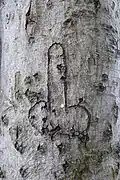 A phallic arborglyph on a beech at the site of Old Sarum in Wiltshire, England
