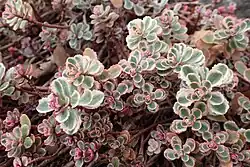 'Tricolor' has multicolored and unusually shaped leaves.