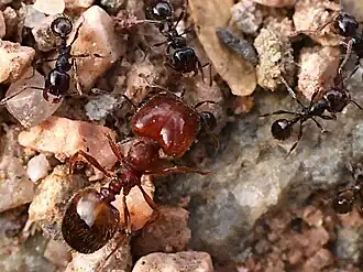 major and minor workers of P. xerophila