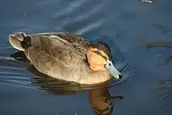 Philippine duck (Anas luzonica)