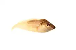 Tadpole