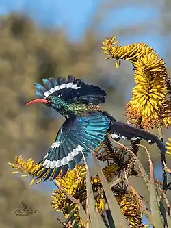 Feeding at aloe flowers in winter