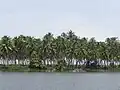 Kavvayi Backwaters, Kannur