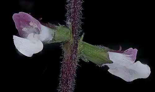 P.&nbsp;leptostachya