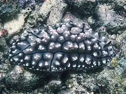 Phyllidiopsis krempfi