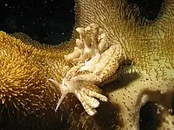 Phyllodesmium longicirrum