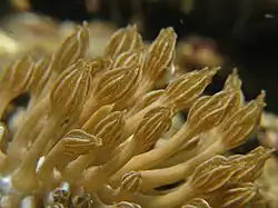 Cerates of a Phyllodesmium rudmani