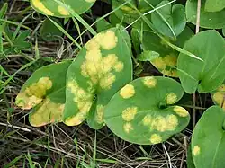 Parasitic alga Phyllosiphon arisari causing yellow spots on Arisarum