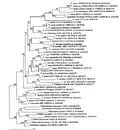 Phylogenetic analysis of Trypanosoma ssp. and T. irwini using partial sequence analysis of 18S rDNA and gGAPDH