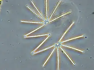 Diatoms linked in a colonial chain[53]