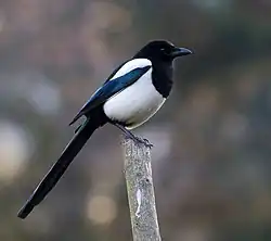 Eurasian magpie