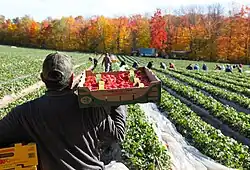 A man carries a flat of strawberries in a field