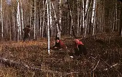 Cree women picking cranberries, 1947