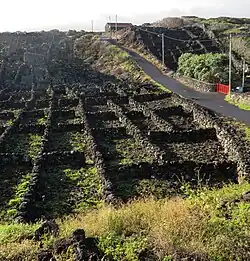 Typical protective walls and winery's house from basalt stones in the west of the island of Pico