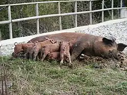 a dark-coloured sow with piglets