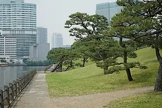 Pine trees near the water