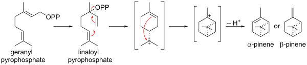Biosynthesis of pinene from geranyl pyrophosphate
