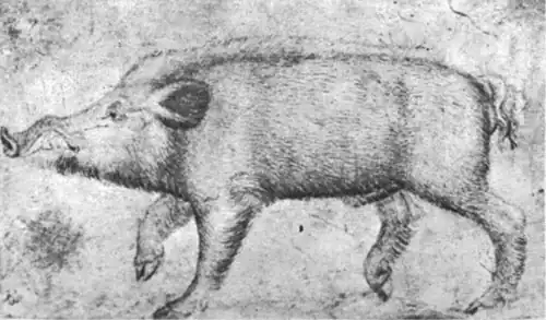 Boar