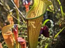 Larval damage of an S. alata pitcher