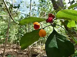 Fruit
