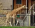 Giraffe