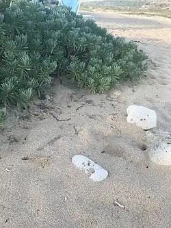Stabilizing sand at the beach