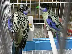 A parrot with a white underside with black-tipped feathers, black wings with white-tipped feathers, lavender-edged wings, a lavender chin, and a black forehead