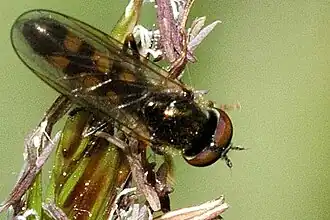 Platycheirus clypeatus male