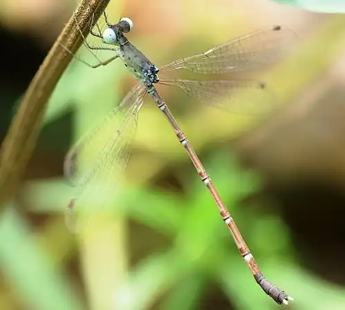 Platylestes platystylus female