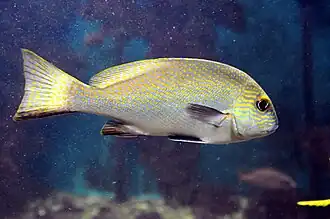 Plectorhinchus flavomaculatus