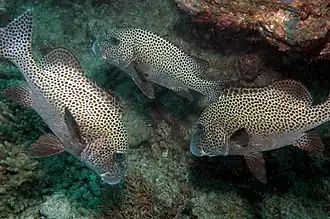Plectorhinchus picus