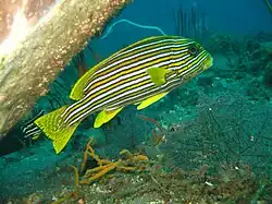 Plectorhinchus polytaenia