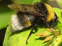 Pocota personata a Bumblebee mimic.