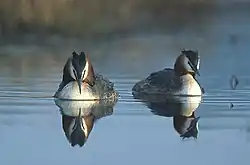 Great crested grebe