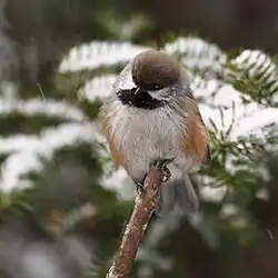 A boreal chickadee perched on an upward tree branch in front of snowy pine branches