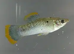 Short-finned molly