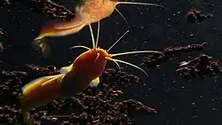 A cave catfish underwater in a dark environment
